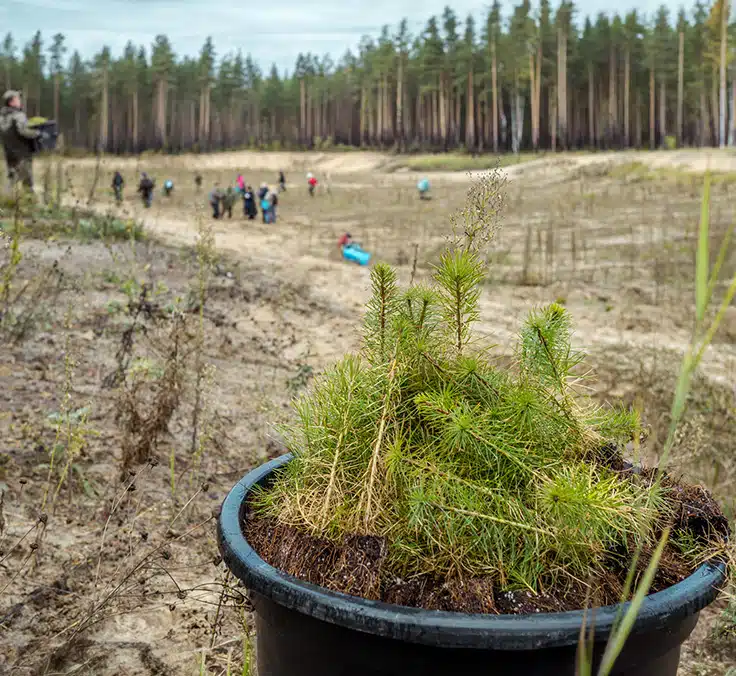 Mapfre neutraliza la huella de carbono de su última Junta de Accionistas con la plantación de 500 árboles de un territorio incendiado en Ávila