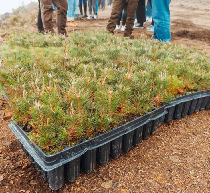 Plantamos cerca de 500 árboles para compensar las 80 toneladas de CO2e generadas en la Junta General de Accionistas, su cuarto evento sostenible