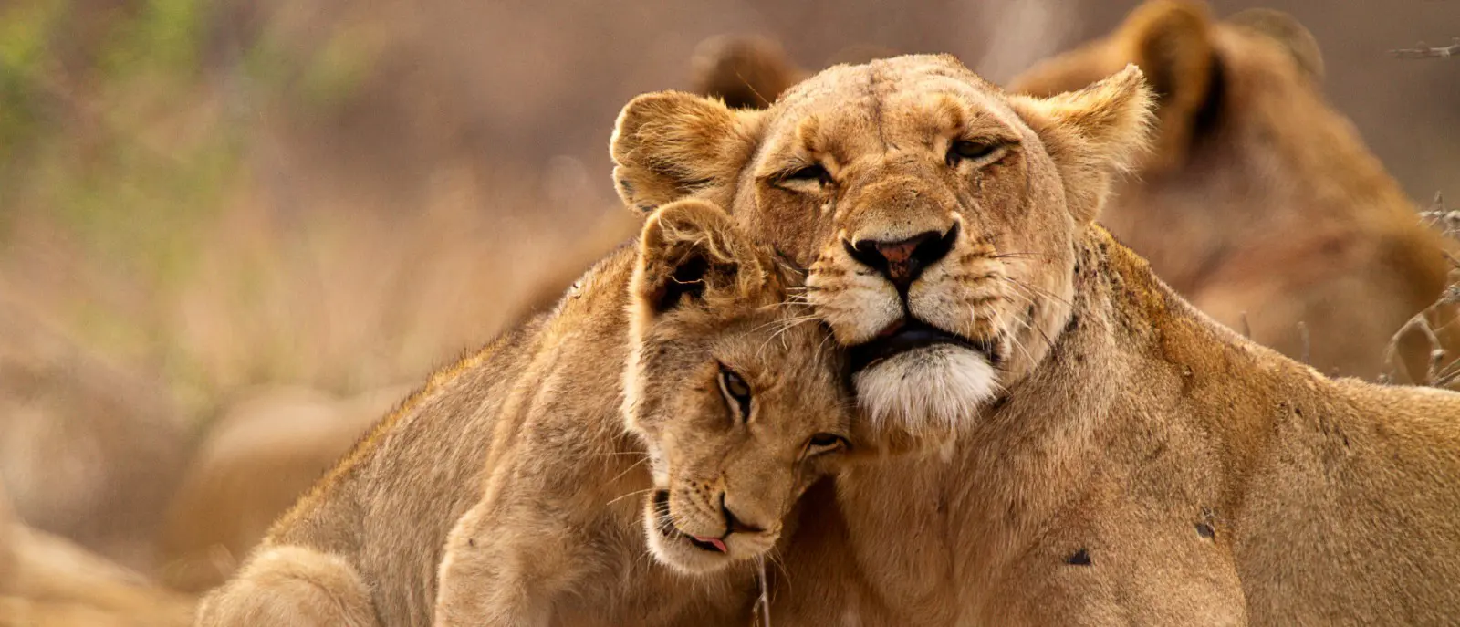 “Protecting nature is the best antiviral to tackle any pandemic”