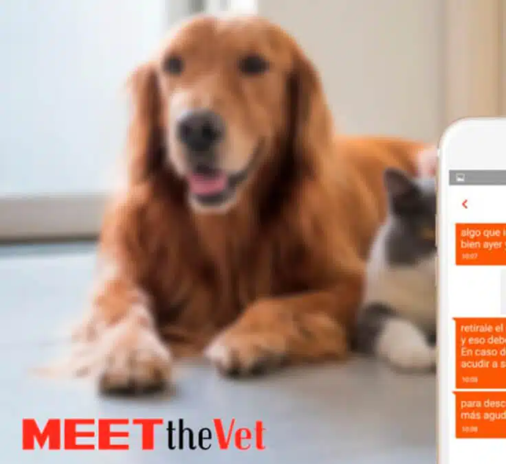 Mapfre ofrece a sus clientes acceso a un chat con veterinarios para el cuidado de la salud de sus mascotas