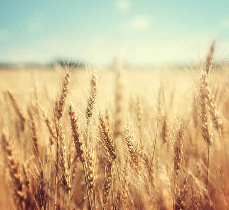 Mapfre y REZILIO TECHNOLOGY desarrollan un piloto para mejorar la continuidad del negocio de las pymes del sector agroalimentario
