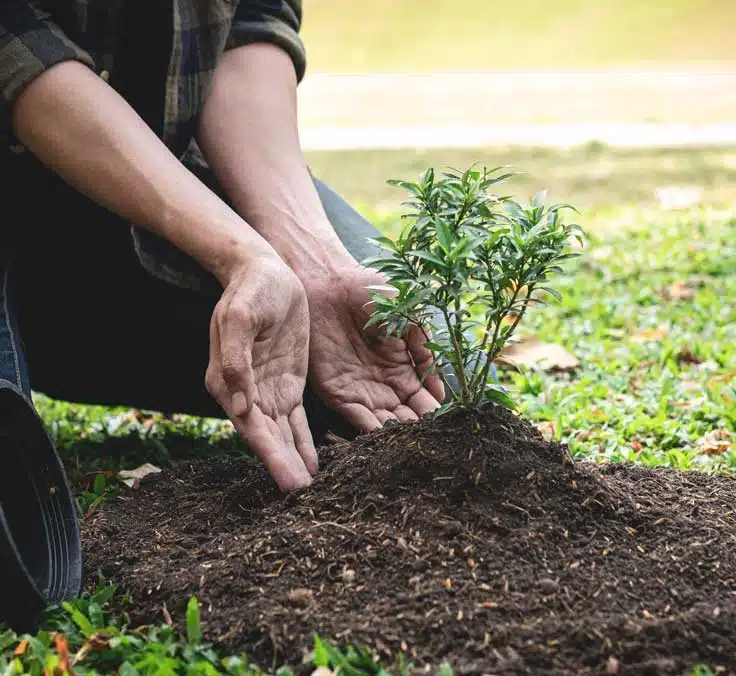 El proyecto ‘Bosque Mapfre’ reforesta 5 hectáreas de espacios dañados y compensa 17.000 toneladas de CO2e