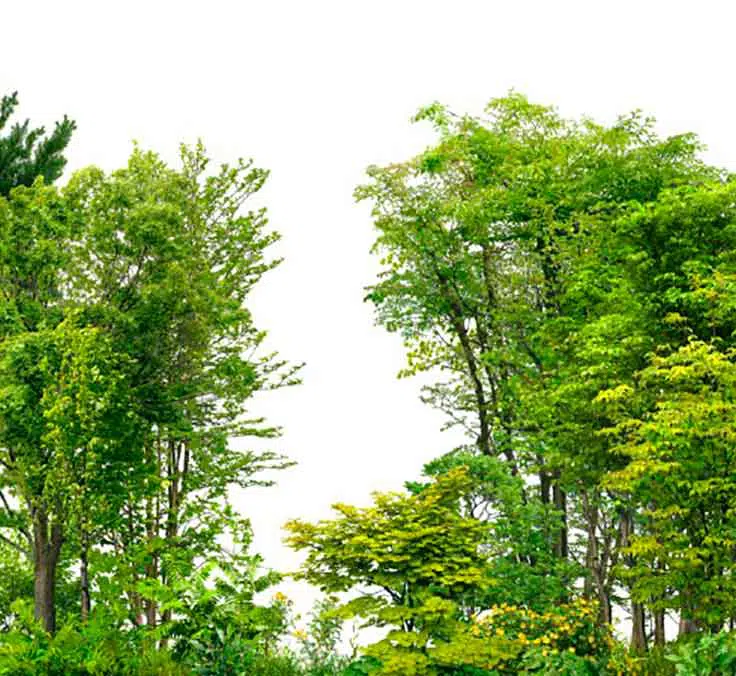 ESG regulation: bringing green to light