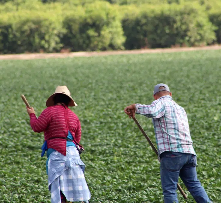 Brasil, una potencia mundial en productos agrícolas