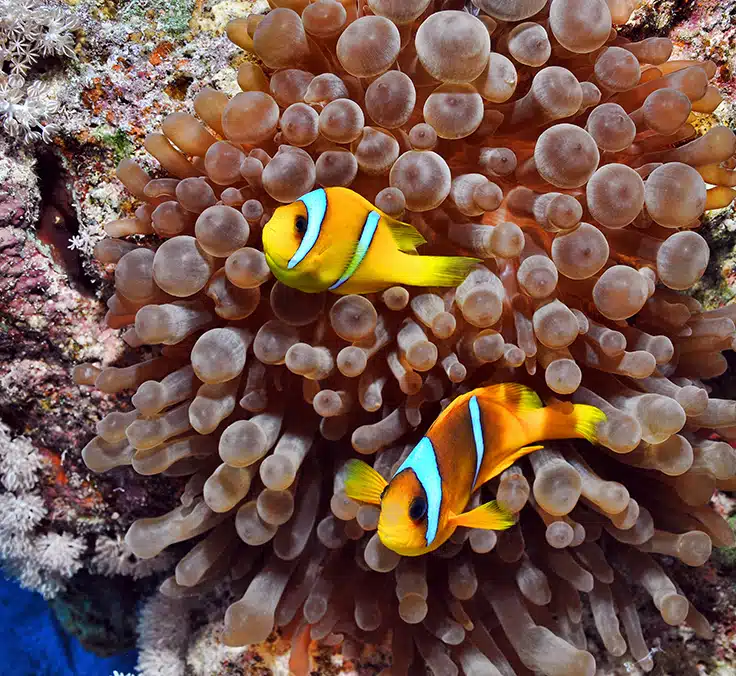 Proteger os oceanos é tarefa de todos