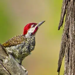 Biodiversidad256