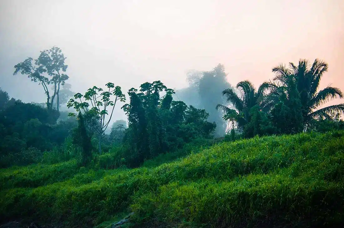 Deforestación Brasil Funespaña