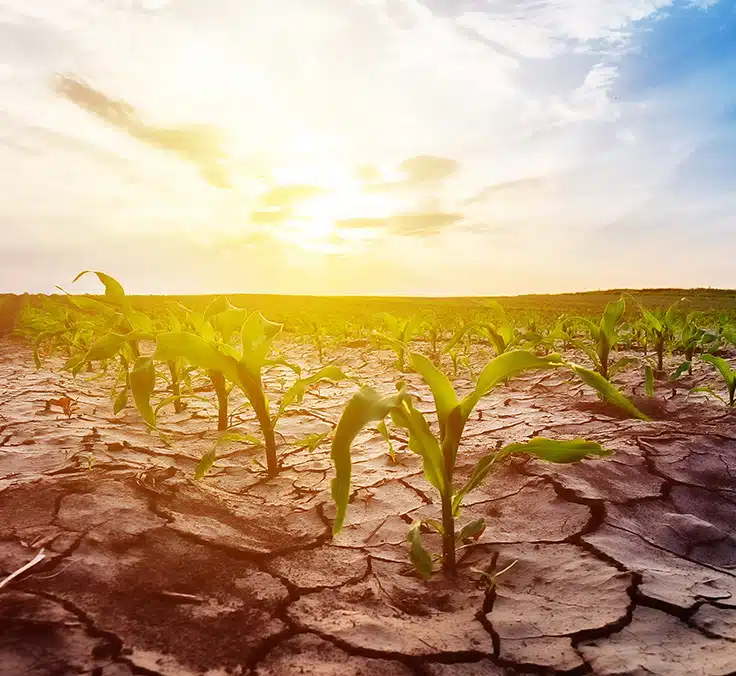 ¿Cómo afecta el cambio climático a las aseguradoras de salud y vida?