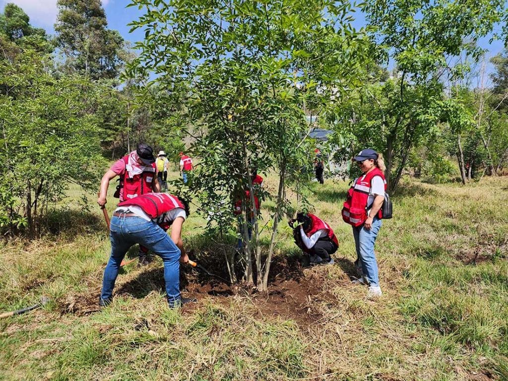 Reforestación Perú