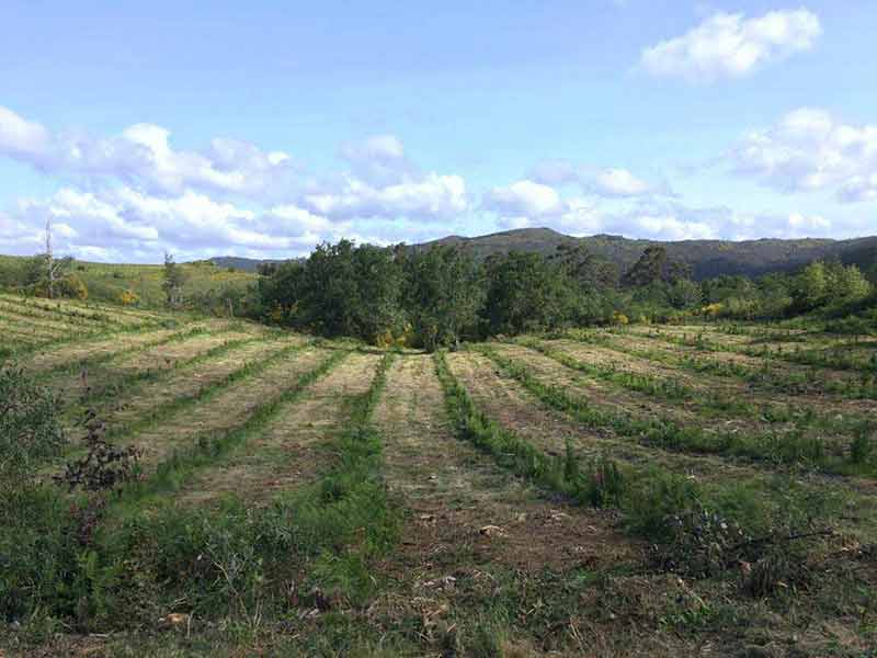 REFORESTACION PONTEVEDRA