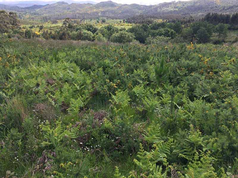 REFORESTACION PONTEVEDRA