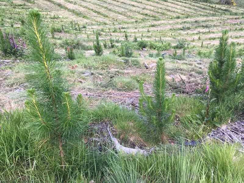 REFORESTACION PONTEVEDRA