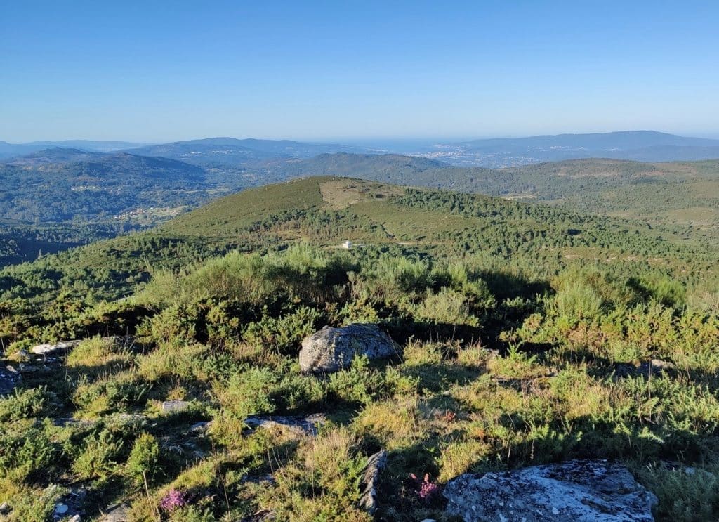 REFORESTACION PONTEVEDRA