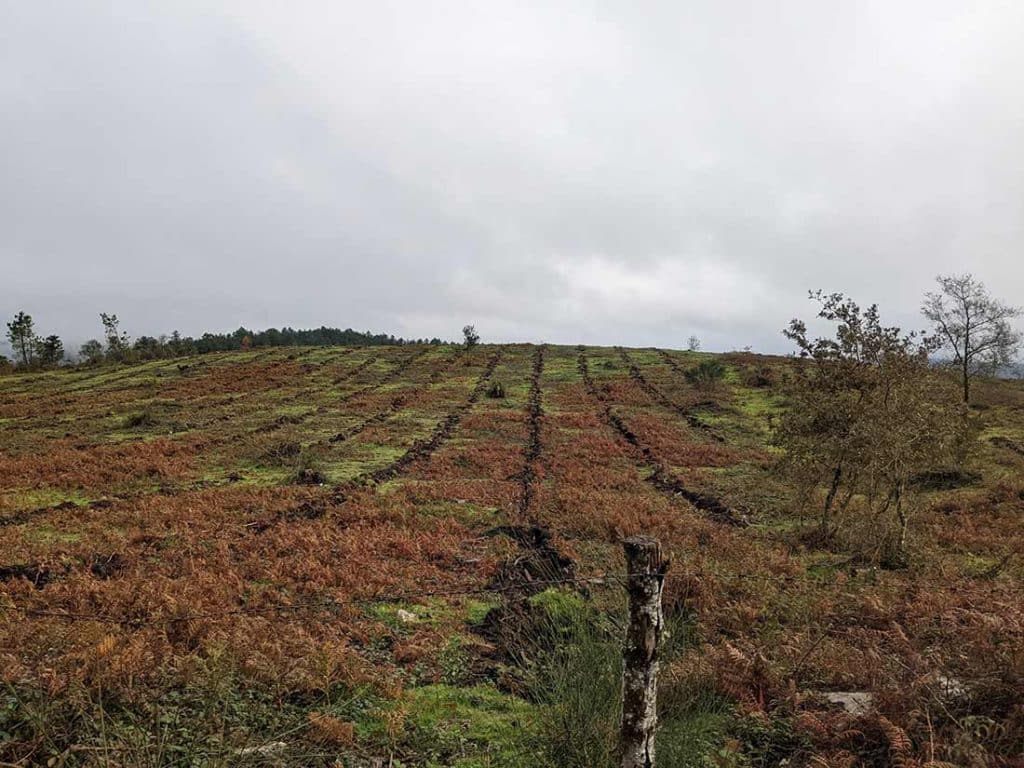 Reforestación Funespaña