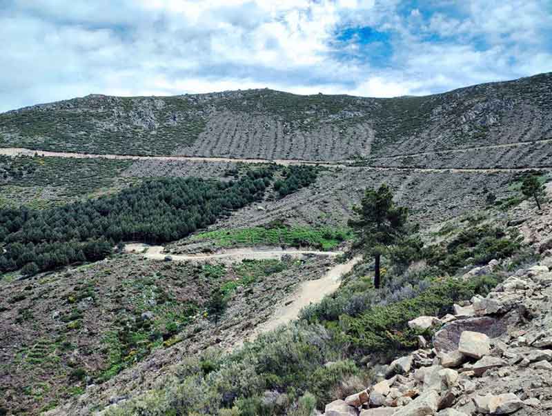 REFORESTACION ESPAÑA