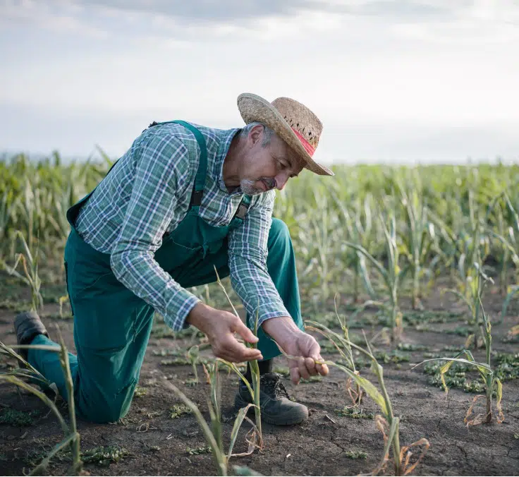 As mudanças climáticas se tornaram o grande inimigo da agricultura