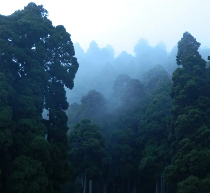 Can the Amazon’s resources be harnessed in a sustainable way?