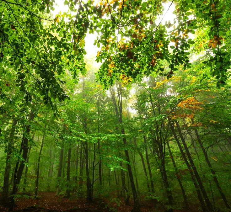 As florestas, os pulmões do planeta