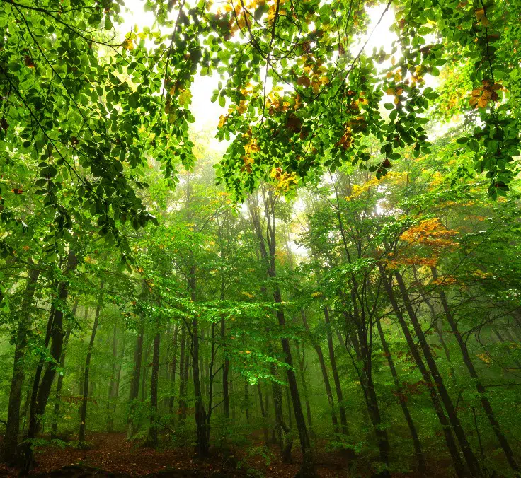 Our forests: lungs of the planet