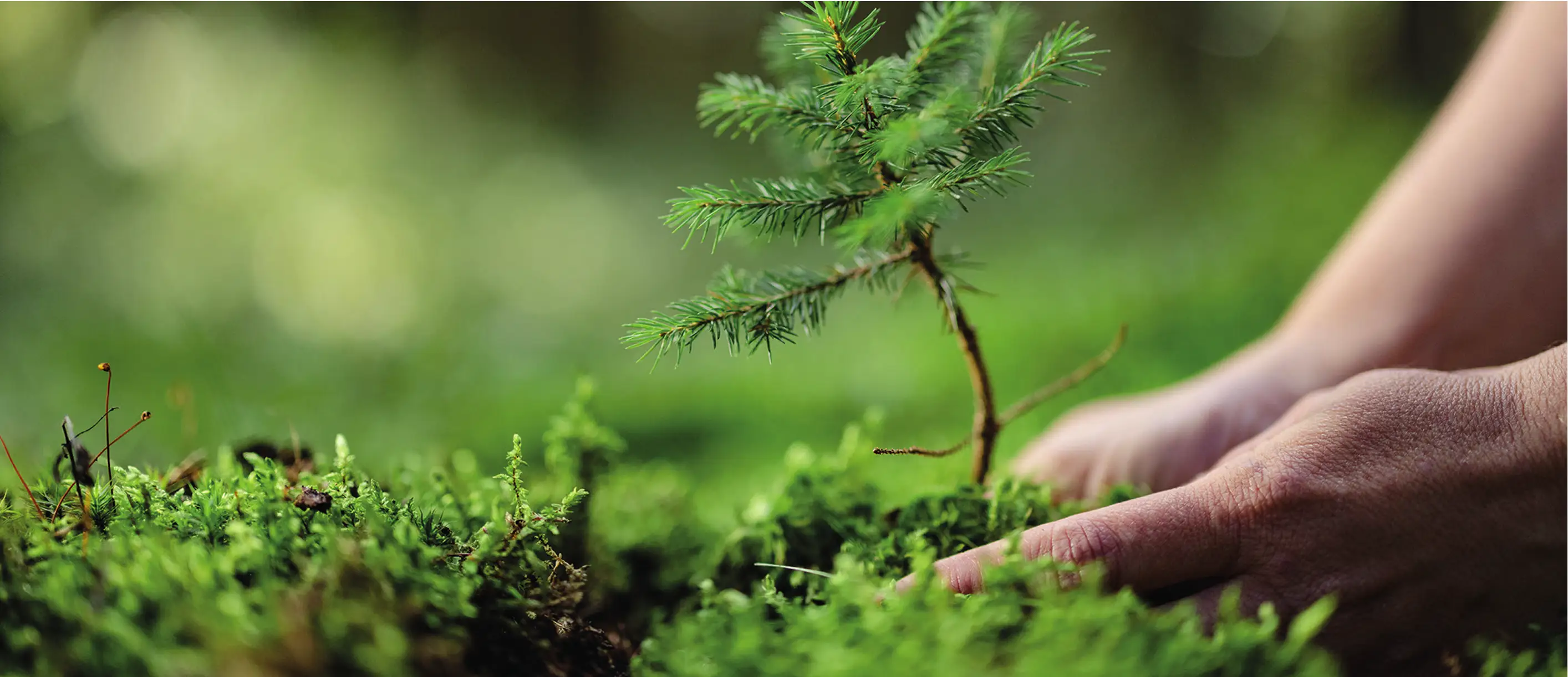 fondo-sostenibilidad Imagen de manos plantando un árbol