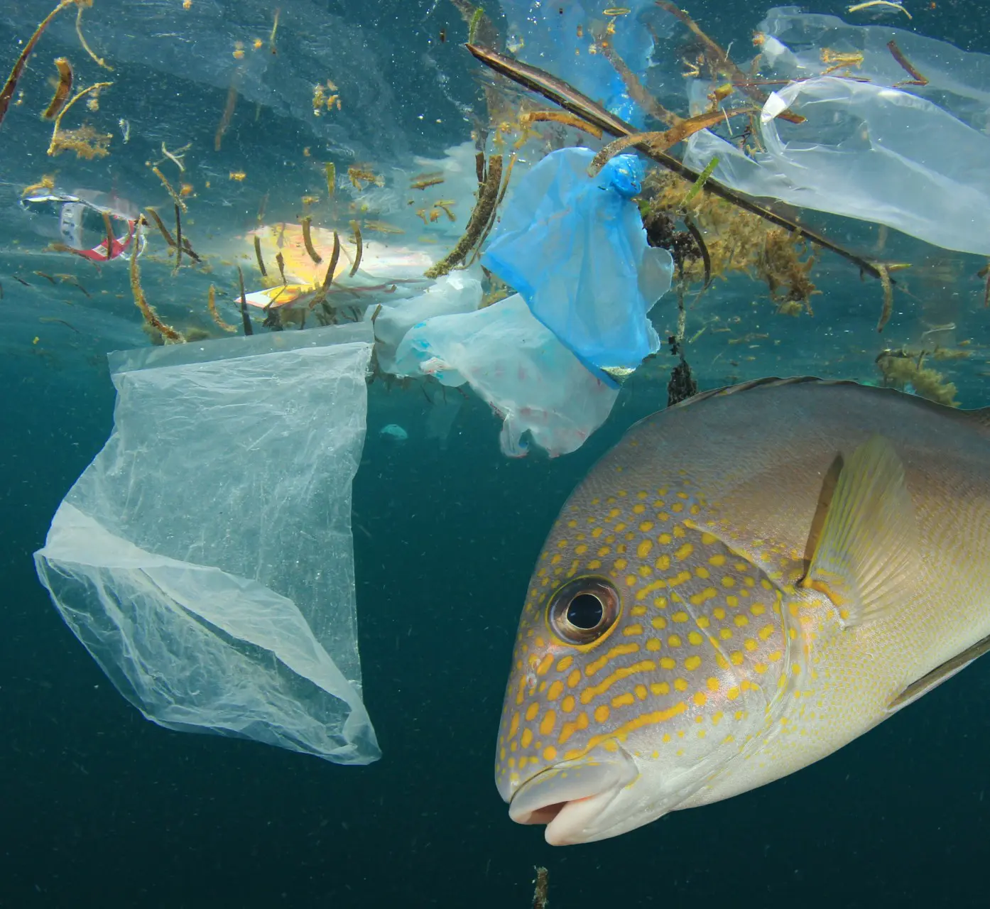 ¿O que é o impacto ambiental e como ele é medido?