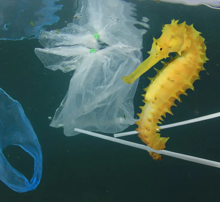 Cristina Romera: “More than just cleaning up, urgent measures are needed to stop any more plastic going into the sea”
