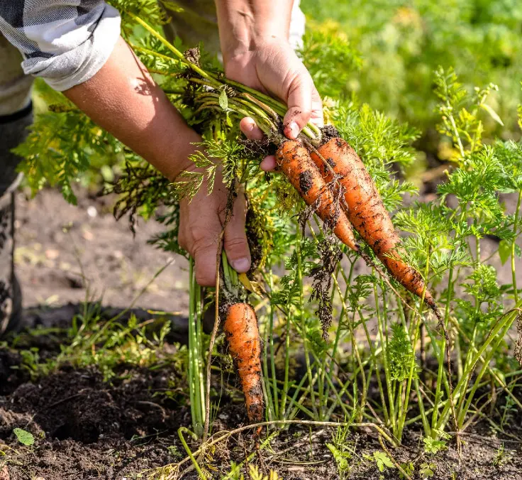 Insurance contributes to more resilient agriculture