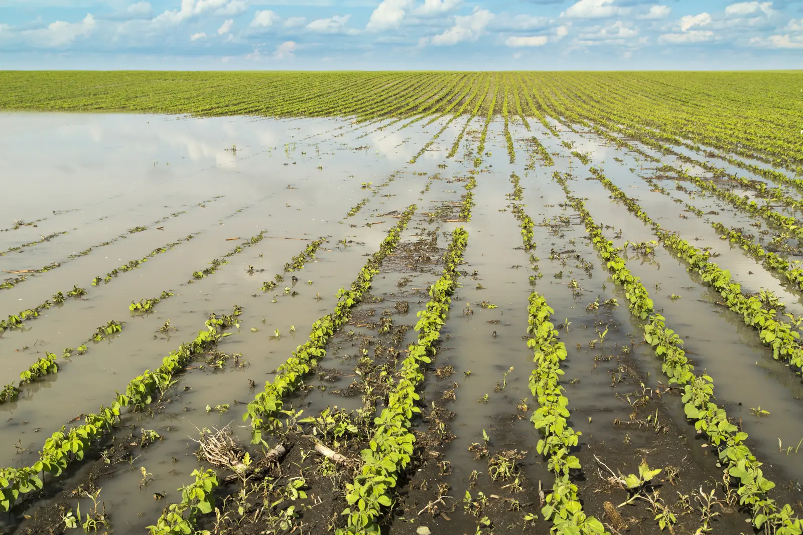 Campo de cultivo