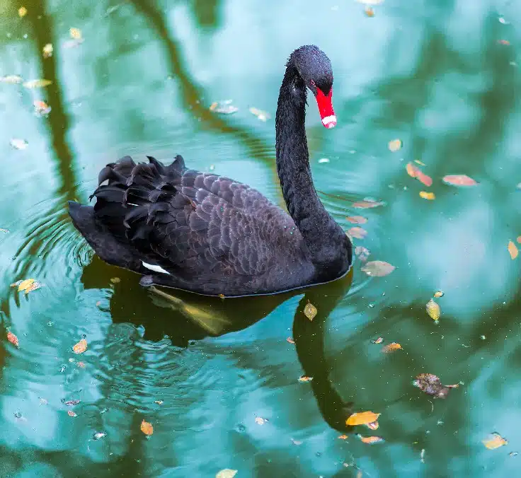 CISNE NEGRO