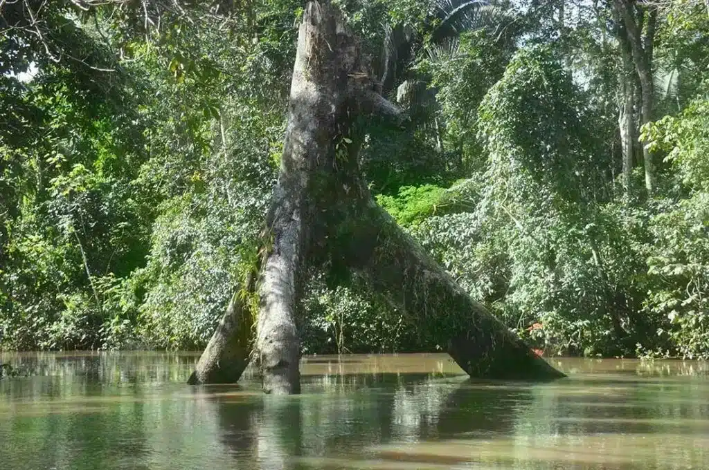 Deforestación Brasil España