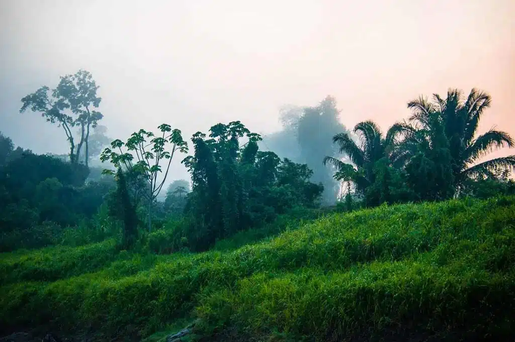 Deforestación Brasil Funespaña