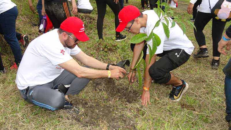 Reforestation