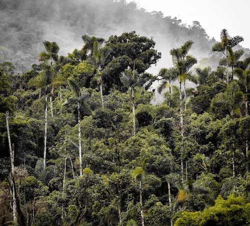 Preservação de habitats