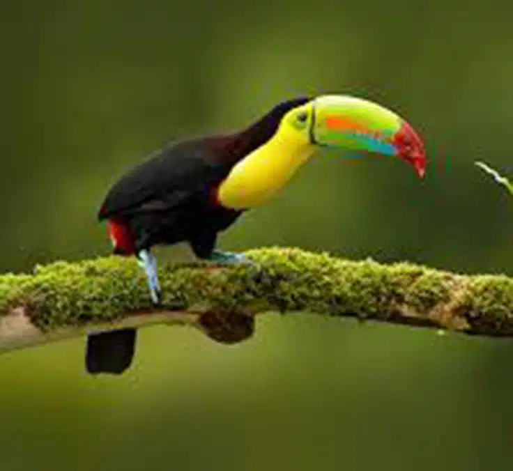 PERU