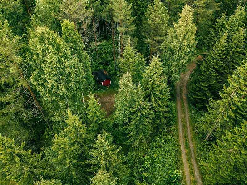 REFORESTACIÓN